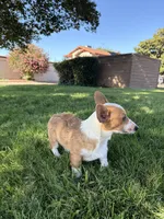 Corgi, a male Pembroke Welsh Corgi for sale in Sacramento, CA – 4 of 8