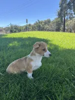 Corgi, a female Pembroke Welsh Corgi for sale in Sacramento, CA – 3 of 8