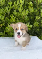 Corgi, a male Pembroke Welsh Corgi for sale in Sacramento, CA – 2 of 6