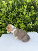 Corgi, a female Pembroke Welsh Corgi for sale in Sacramento, CA – 4 of 5