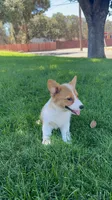 Corgi, a female Pembroke Welsh Corgi for sale in Sacramento, CA – 3 of 8