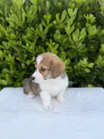 Corgi, a female Pembroke Welsh Corgi for sale in Sacramento, CA – 3 of 5