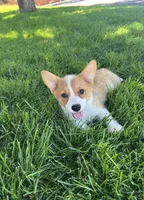 Corgi, a female Pembroke Welsh Corgi for sale in Sacramento, CA – 8 of 8