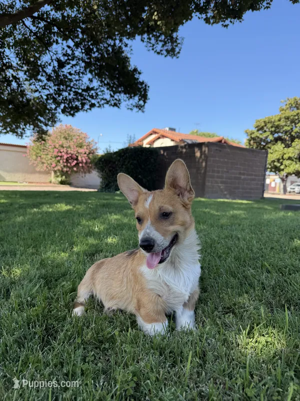 Corgi – Pembroke Welsh Corgi puppy for sale in Sacramento, CA