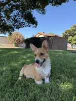 Corgi, a male Pembroke Welsh Corgi for sale in Sacramento, CA – 1 of 8