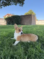 Corgi, a female Pembroke Welsh Corgi for sale in Sacramento, CA – 3 of 8