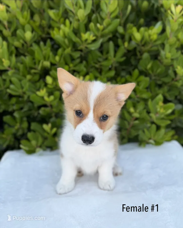 Corgi – Pembroke Welsh Corgi puppy for sale in Sacramento, CA