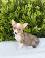 Corgi, a male Pembroke Welsh Corgi for sale in Sacramento, CA – 2 of 5