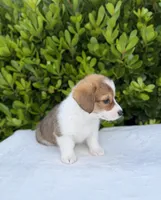 Corgi, a female Pembroke Welsh Corgi for sale in Sacramento, CA – 4 of 5