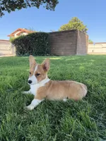 Corgi, a female Pembroke Welsh Corgi for sale in Sacramento, CA – 5 of 8