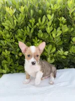 Corgi, a male Pembroke Welsh Corgi for sale in Sacramento, CA – 5 of 5