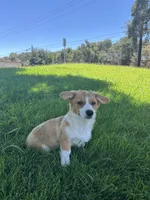 Corgi, a female Pembroke Welsh Corgi for sale in Sacramento, CA – 7 of 8