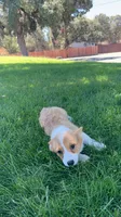 Corgi, a female Pembroke Welsh Corgi for sale in Sacramento, CA – 6 of 8