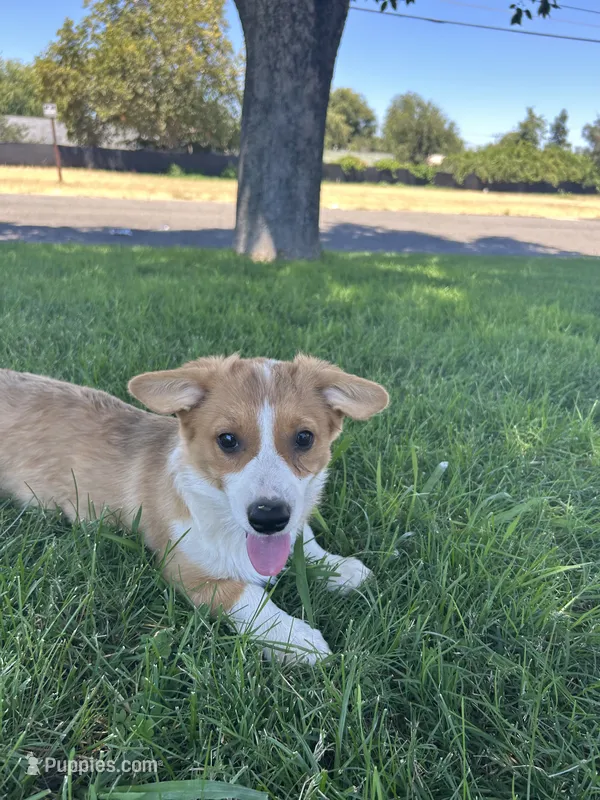 Corgi – Pembroke Welsh Corgi puppy for sale in Sacramento, CA