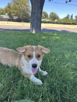 Corgi, a female Pembroke Welsh Corgi for sale in Sacramento, CA – 1 of 8