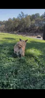 Corgi, a male Pembroke Welsh Corgi for sale in Sacramento, CA – 3 of 8