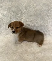 Corgi, a male Pembroke Welsh Corgi for sale in Sacramento, CA – 3 of 6