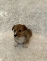 Corgi, a male Pembroke Welsh Corgi for sale in Sacramento, CA – 4 of 6