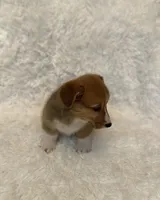 Corgi, a male Pembroke Welsh Corgi for sale in Sacramento, CA – 5 of 6