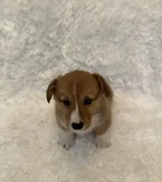 Corgi, a male Pembroke Welsh Corgi for sale in Sacramento, CA – 2 of 6