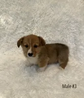 Corgi, a male Pembroke Welsh Corgi for sale in Sacramento, CA – 1 of 6