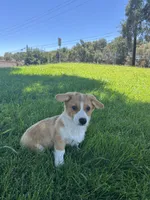 Corgi, a female Pembroke Welsh Corgi for sale in Sacramento, CA – 5 of 8