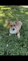 Corgi, a male Pembroke Welsh Corgi for sale in Sacramento, CA – 3 of 5