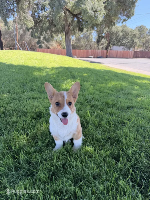 Corgi – Pembroke Welsh Corgi puppy for sale in Sacramento, CA