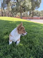 Corgi, a female Pembroke Welsh Corgi for sale in Sacramento, CA – 7 of 8