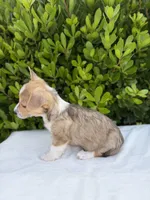 Corgi, a male Pembroke Welsh Corgi for sale in Sacramento, CA – 4 of 5