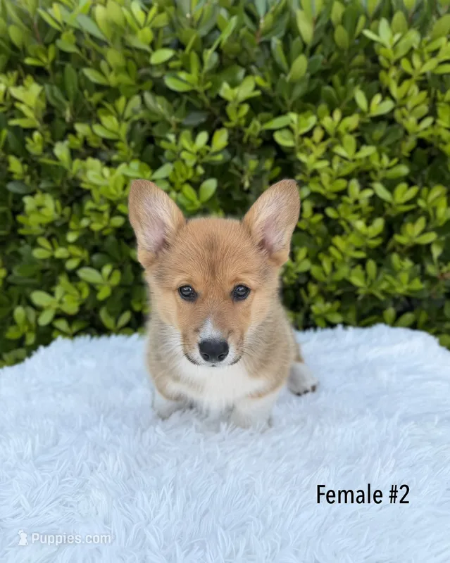 Corgi – Pembroke Welsh Corgi puppy for sale in Sacramento, CA