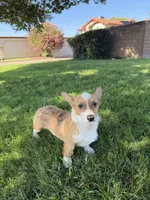 Corgi, a male Pembroke Welsh Corgi for sale in Sacramento, CA – 7 of 8