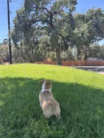 Corgi, a female Pembroke Welsh Corgi for sale in Sacramento, CA – 4 of 8