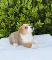 Corgi, a female Pembroke Welsh Corgi for sale in Sacramento, CA – 2 of 5
