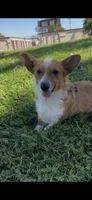 Corgi, a male Pembroke Welsh Corgi for sale in Sacramento, CA – 6 of 8