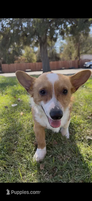 Corgi – Pembroke Welsh Corgi puppy for sale in Sacramento, CA