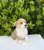 Corgi, a female Pembroke Welsh Corgi for sale in Sacramento, CA – 3 of 5