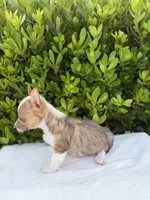 Corgi, a male Pembroke Welsh Corgi for sale in Sacramento, CA – 3 of 5