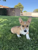 Corgi, a male Pembroke Welsh Corgi for sale in Sacramento, CA – 5 of 8