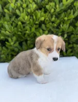 Corgi, a female Pembroke Welsh Corgi for sale in Sacramento, CA – 2 of 4