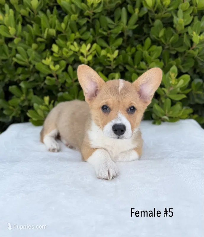 Corgi – Pembroke Welsh Corgi puppy for sale in Sacramento, CA