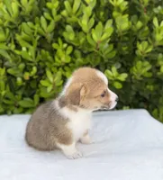 Corgi, a male Pembroke Welsh Corgi for sale in Sacramento, CA – 5 of 6