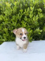 Corgi, a male Pembroke Welsh Corgi for sale in Sacramento, CA – 3 of 6