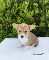 Corgi, a female Pembroke Welsh Corgi for sale in Sacramento, CA – 1 of 5