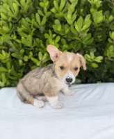 Corgi, a male Pembroke Welsh Corgi for sale in Sacramento, CA – 5 of 5