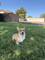 Corgi, a male Pembroke Welsh Corgi for sale in Sacramento, CA – 3 of 8