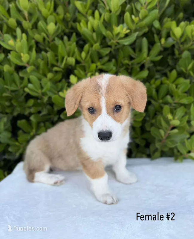 Corgi – Pembroke Welsh Corgi puppy for sale in Sacramento, CA