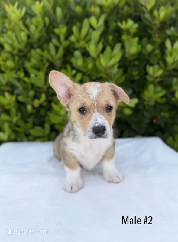 Corgi – Pembroke Welsh Corgi puppy for sale in Sacramento, CA