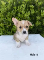 Corgi, a male Pembroke Welsh Corgi for sale in Sacramento, CA – 1 of 5
