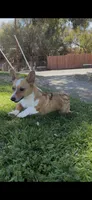 Corgi, a male Pembroke Welsh Corgi for sale in Sacramento, CA – 7 of 8